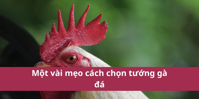 Một vài mẹo cách chọn tướng gà đá