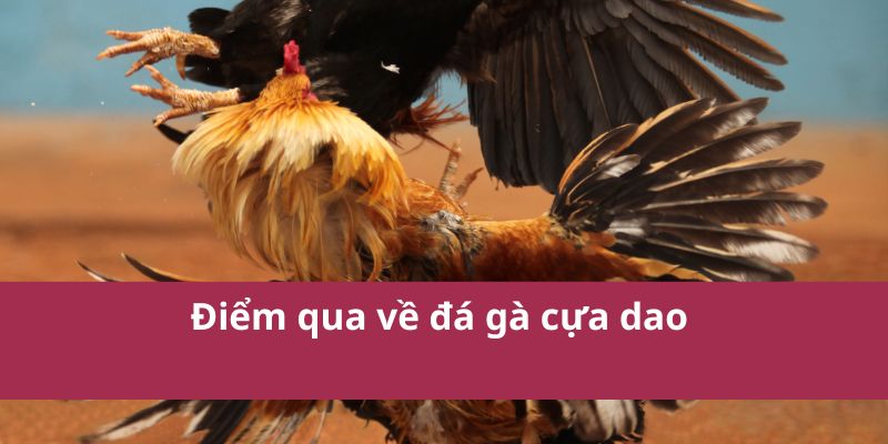 Điểm qua về đá gà cựa dao 