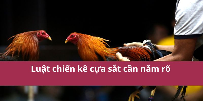 Luật chiến kê cựa sắt cần nắm rõ 