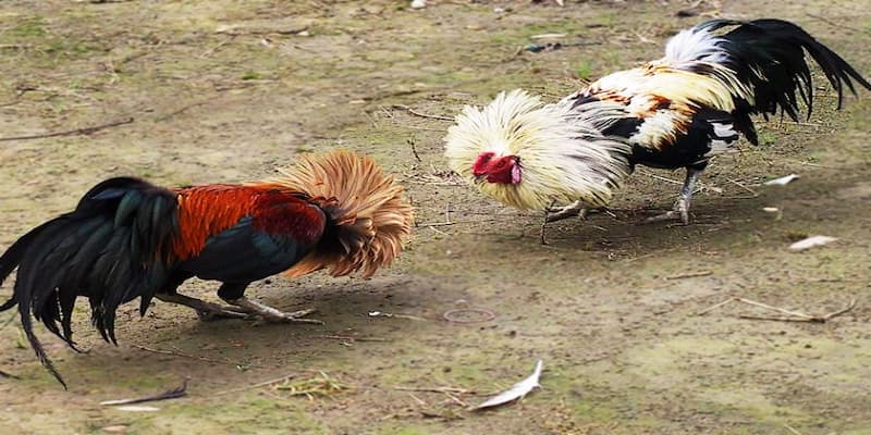 Bỏ túi bí kíp xem ngày đá gà rinh thưởng khủng